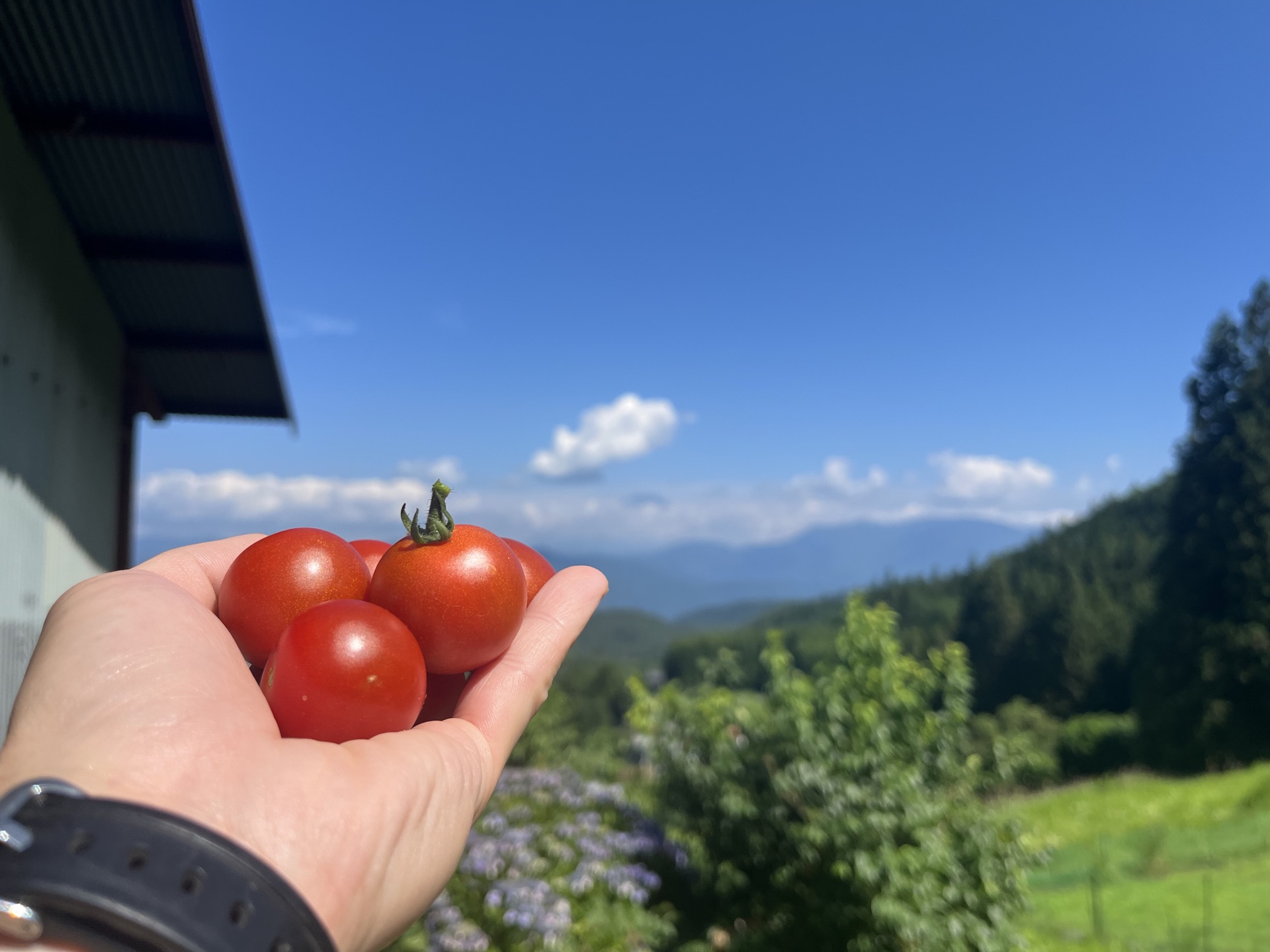 手のひらのミニトマトと山の景色