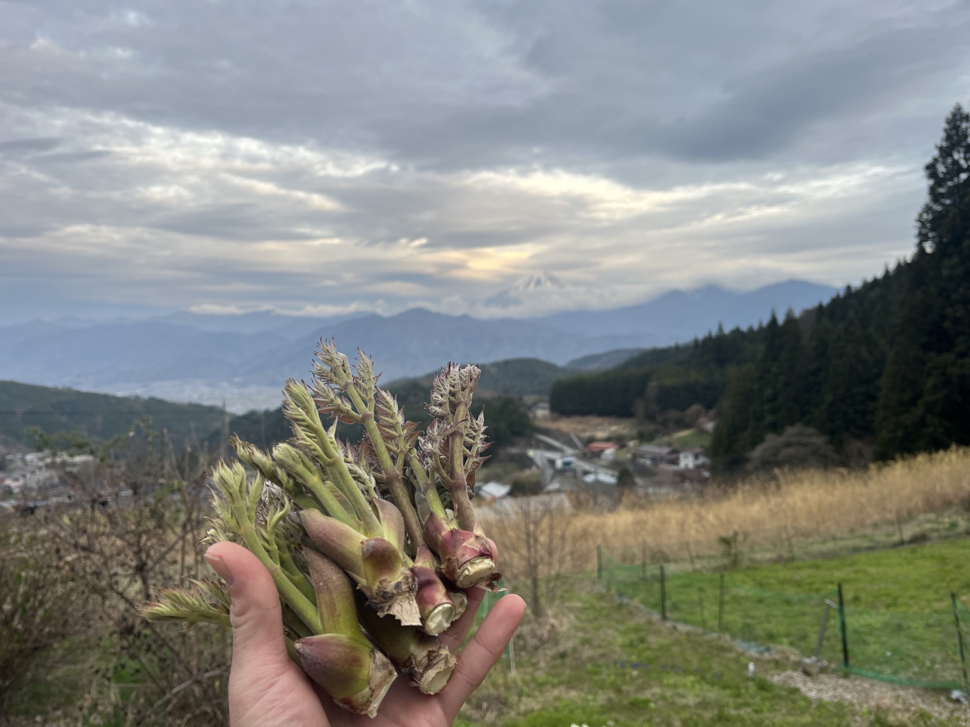 タラの芽