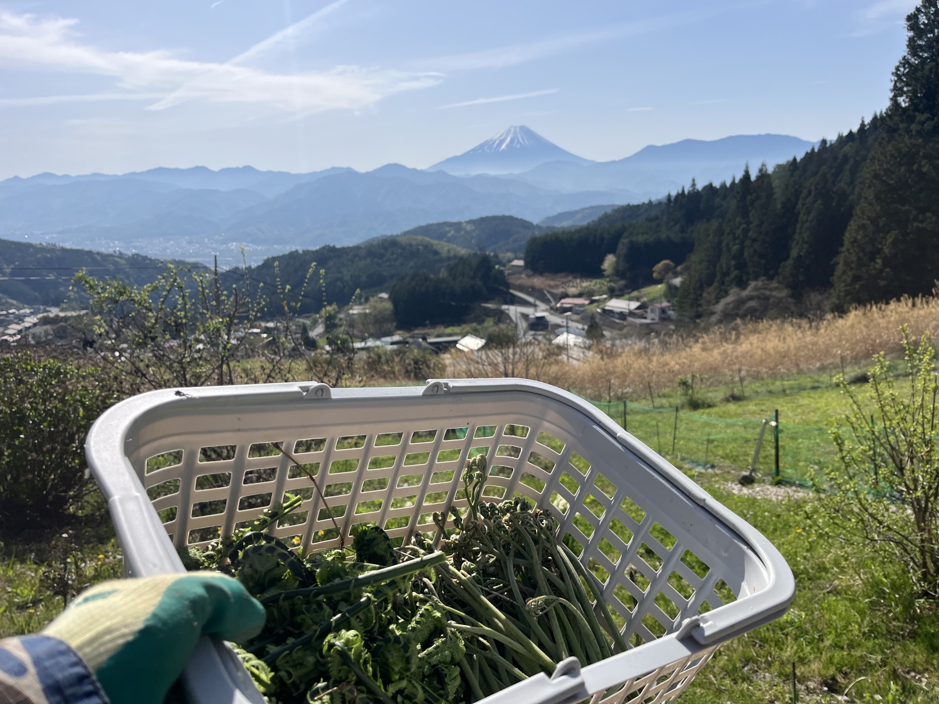 富士山を望む山菜の収穫
